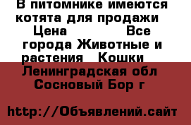 В питомнике имеются котята для продажи › Цена ­ 30 000 - Все города Животные и растения » Кошки   . Ленинградская обл.,Сосновый Бор г.